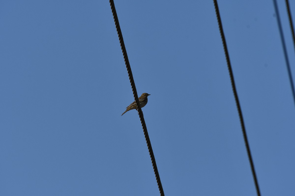 Tree Pipit - ML647543531