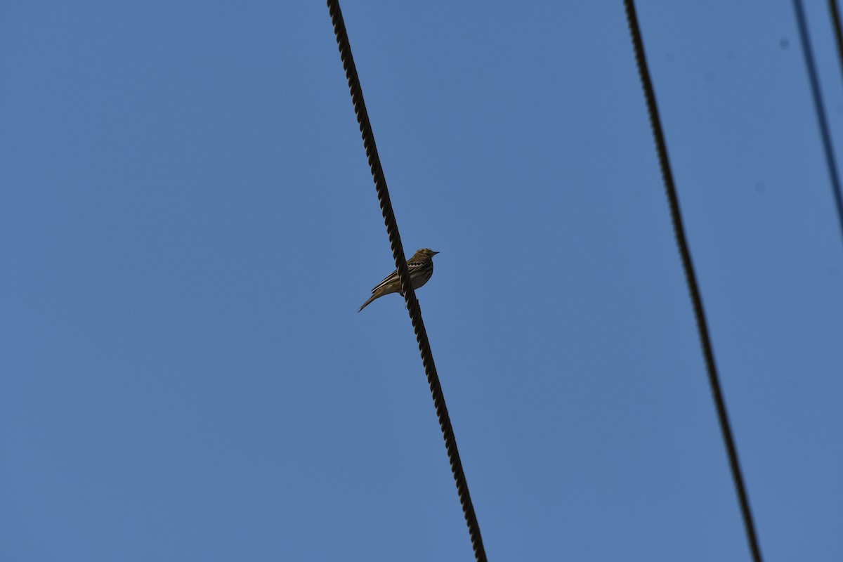 Tree Pipit - ML647543532