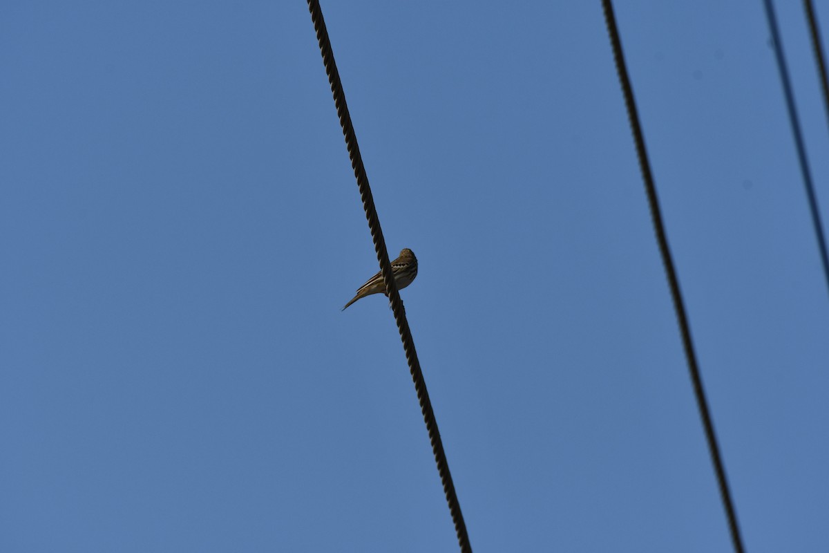 Tree Pipit - ML647543534