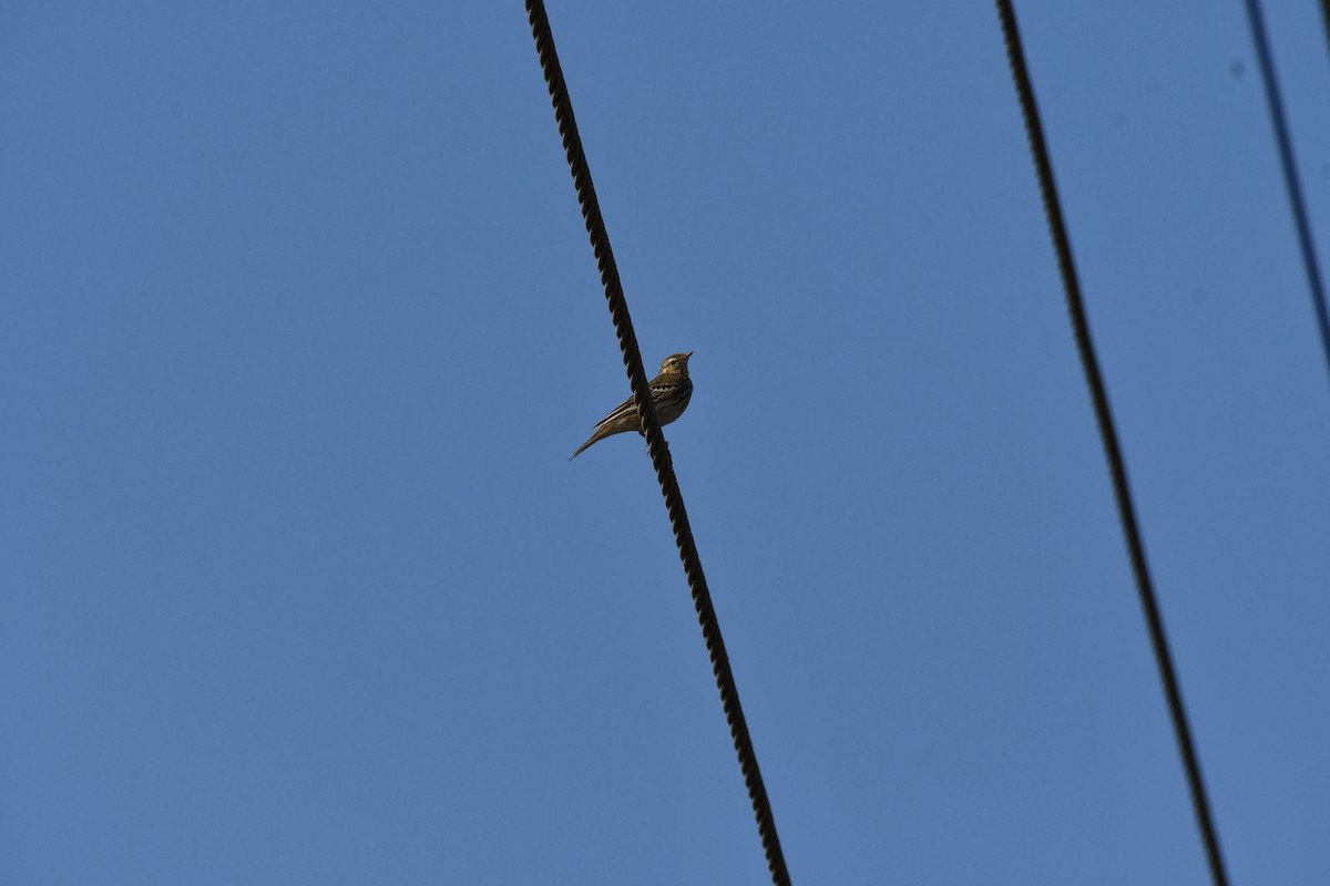 Tree Pipit - ML647543535