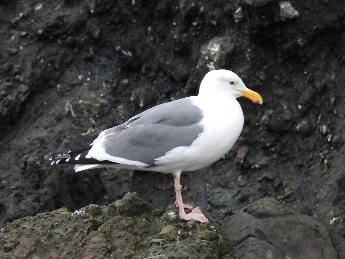 Western Gull - ML647543540