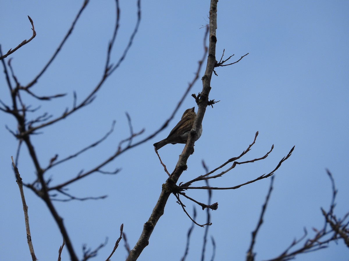 Чечевиця кармінова - ML647543543