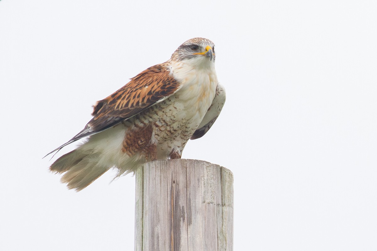 kongevåk - ML647543547