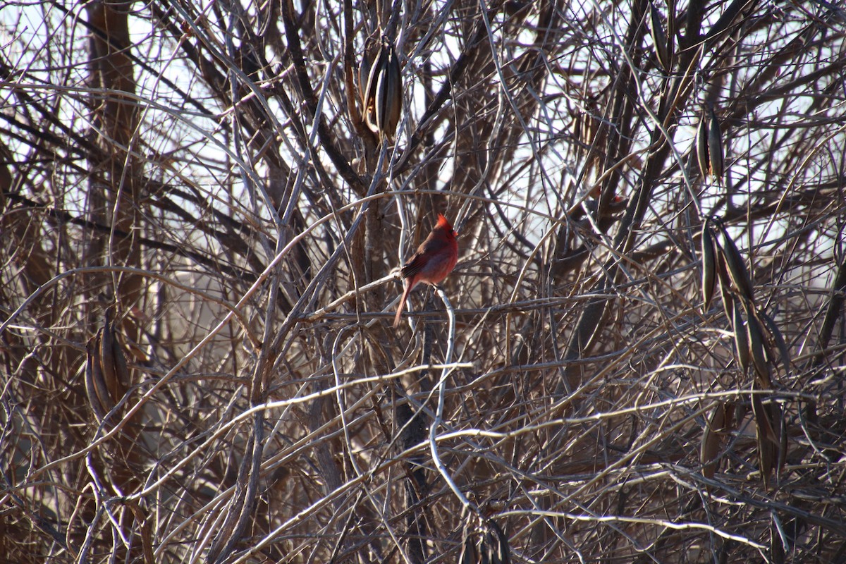 Cardinal rouge - ML647543554