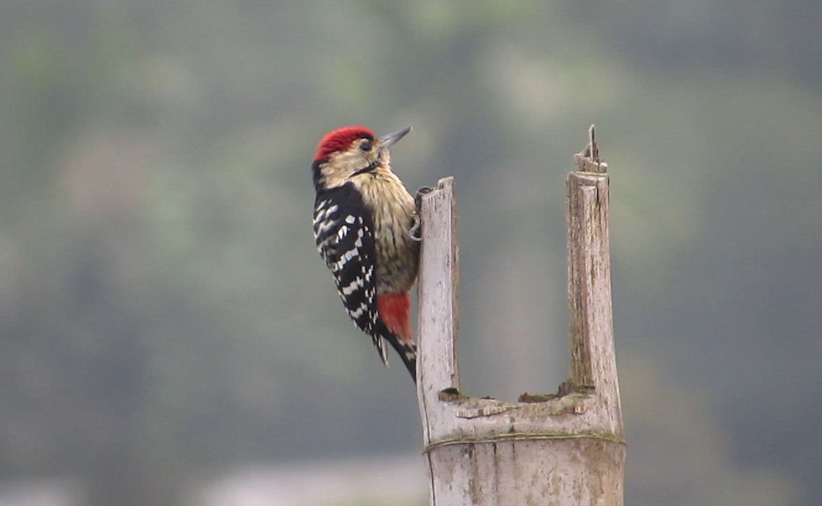 Fulvous-breasted Woodpecker - ML647543555