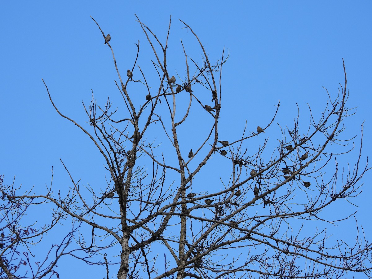 Pine Siskin - ML647543556