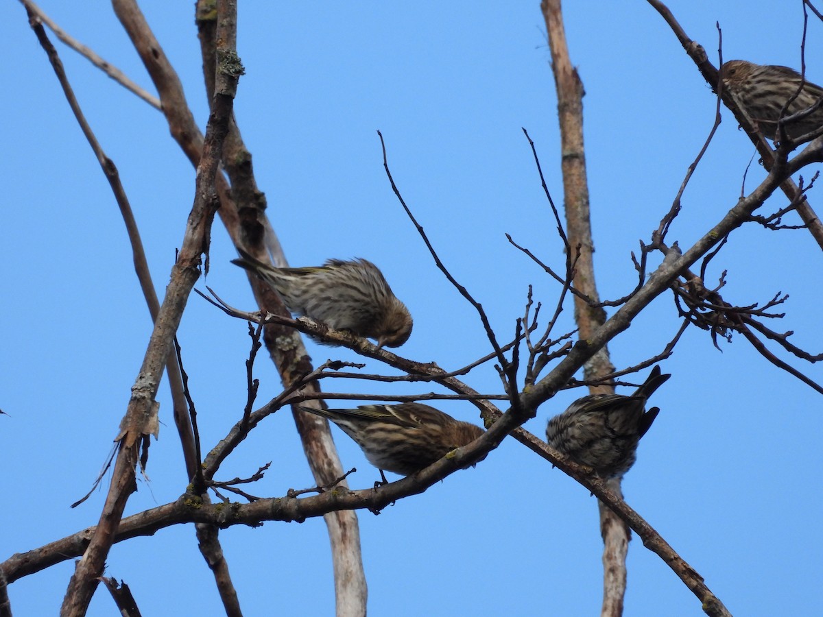 Pine Siskin - ML647543557