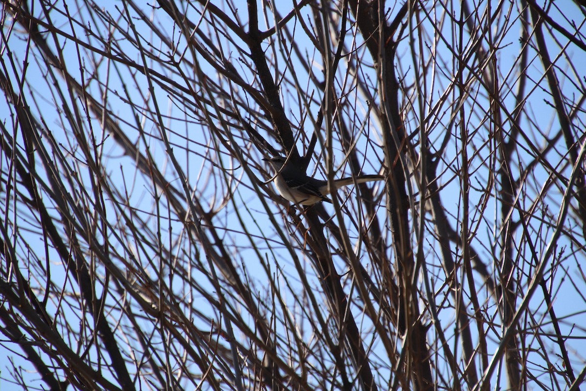 Northern Mockingbird - ML647543558