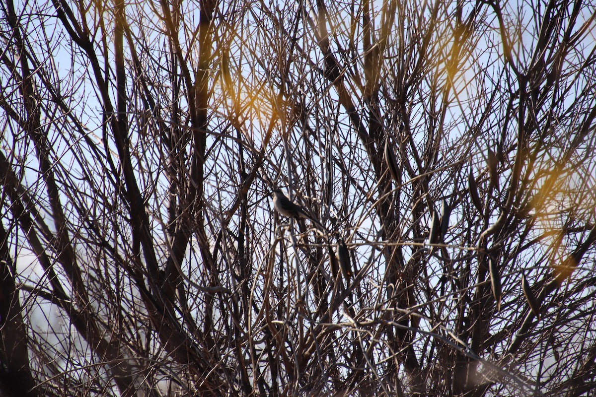Northern Mockingbird - ML647543559