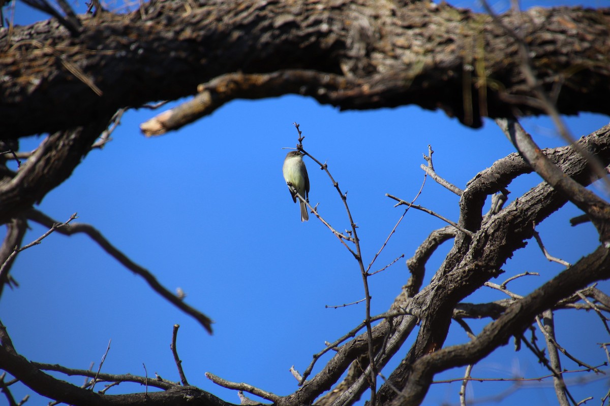 Eastern Phoebe - ML647543561
