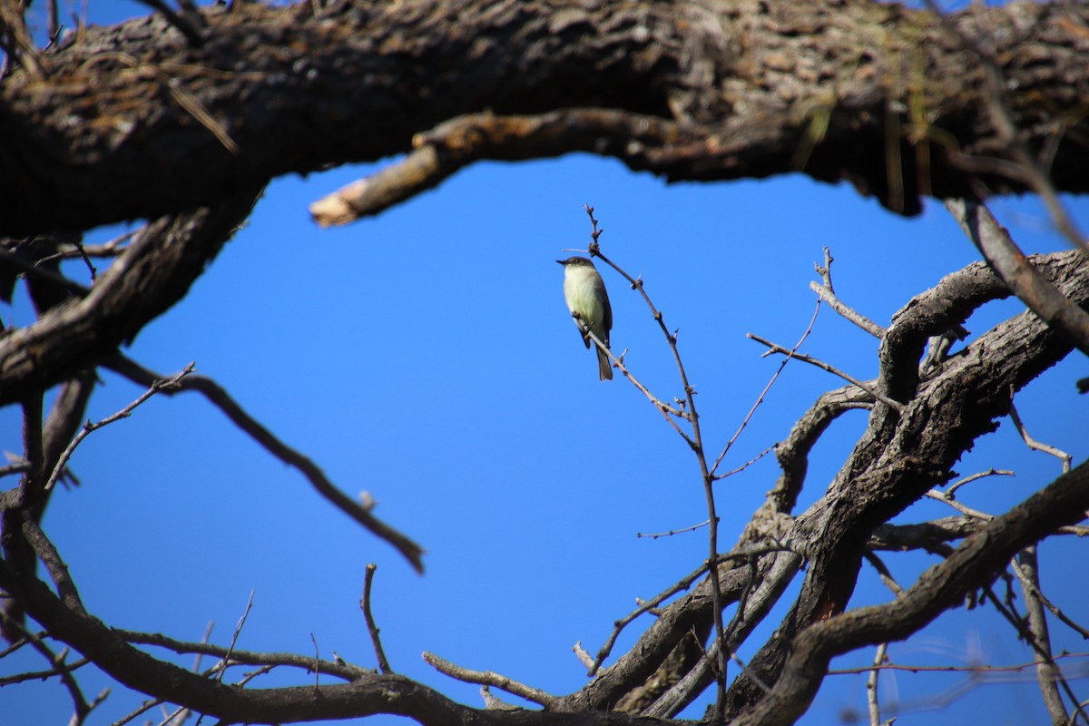 Eastern Phoebe - ML647543562