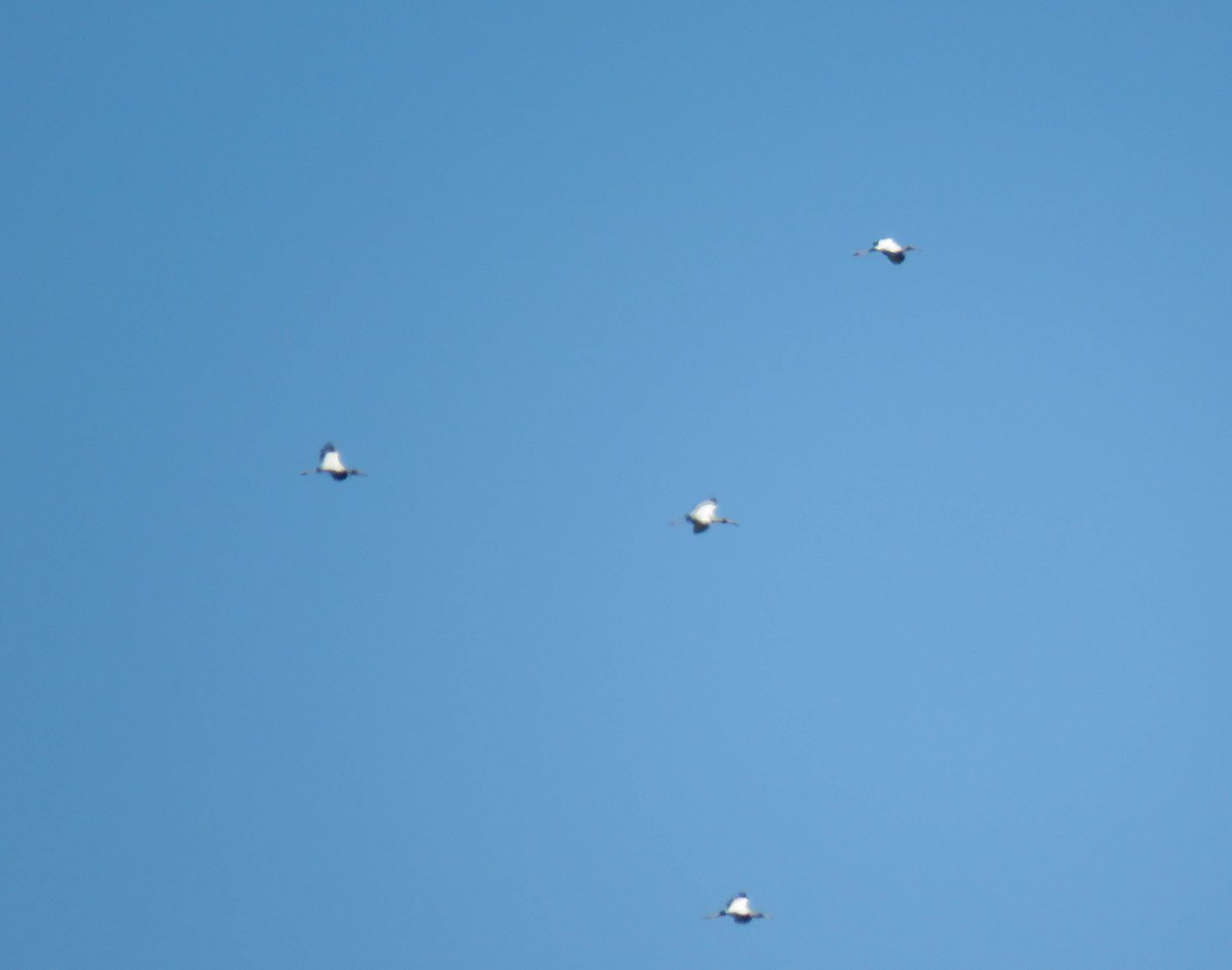 Wood Stork - ML647543564