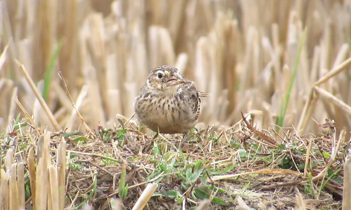 Bengal Bushlark - ML647543565