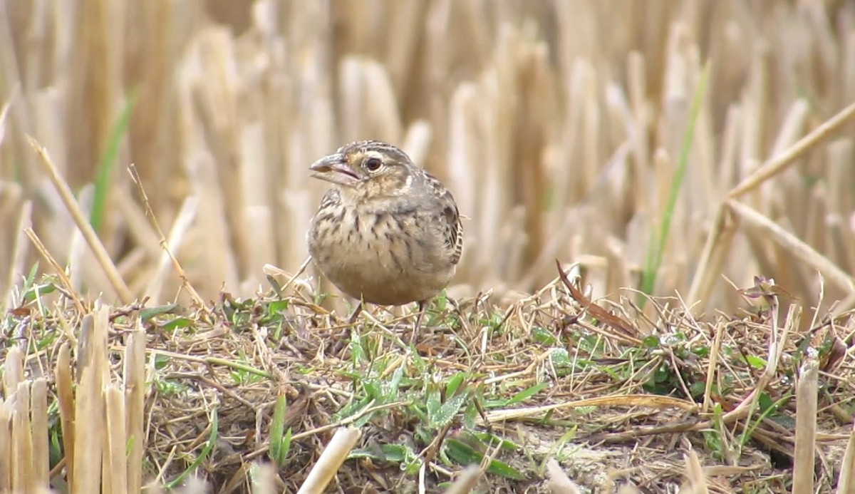 Bengal Bushlark - ML647543566