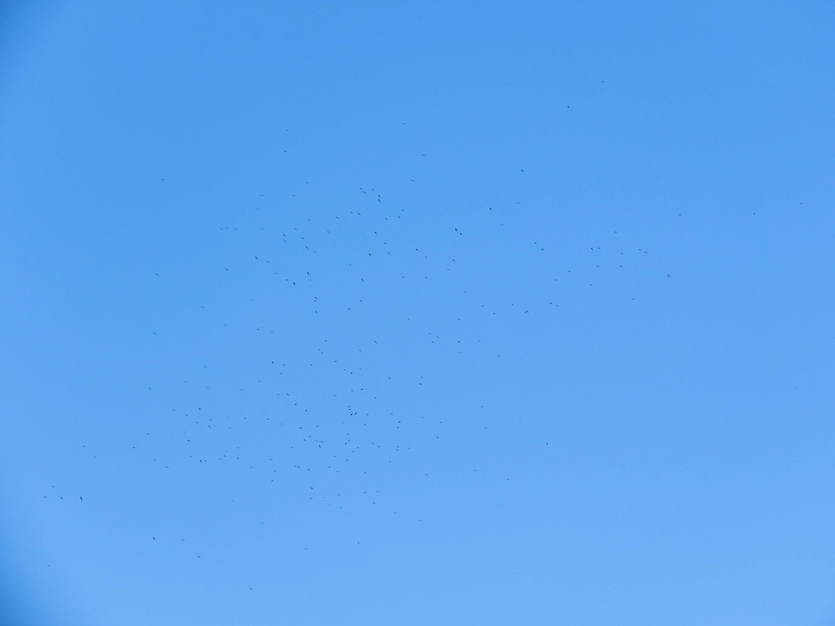 White-collared Swift - ML647543567