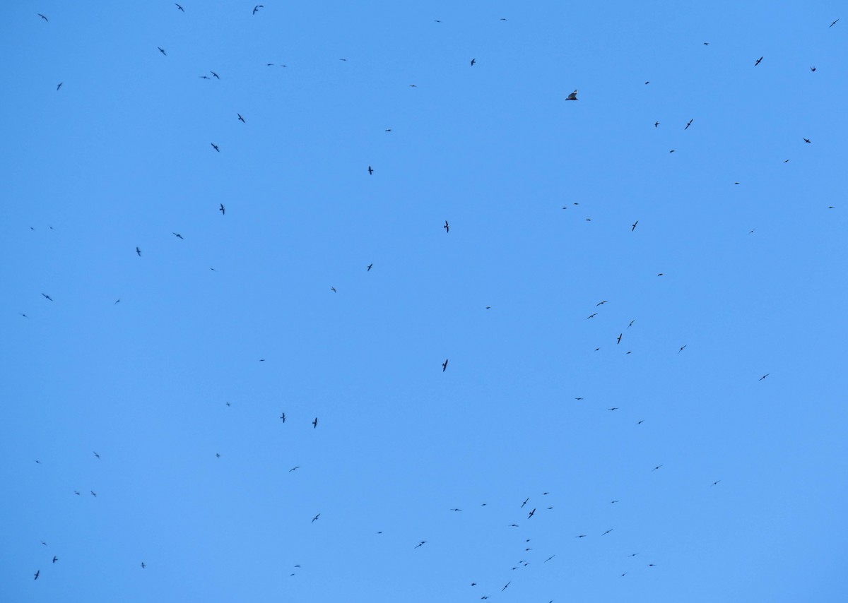 White-collared Swift - ML647543568