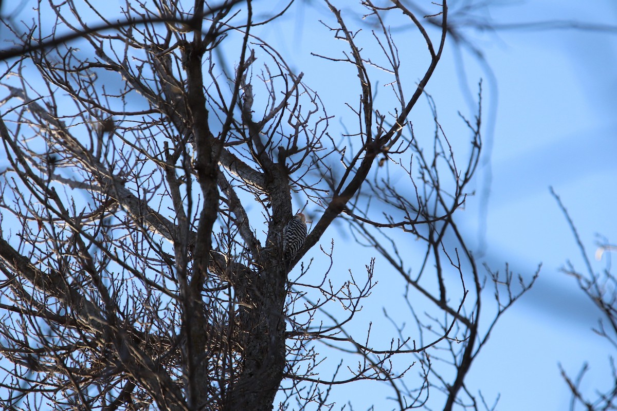 Ladder-backed Woodpecker - ML647543569