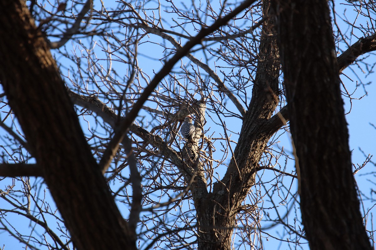 Ladder-backed Woodpecker - ML647543570