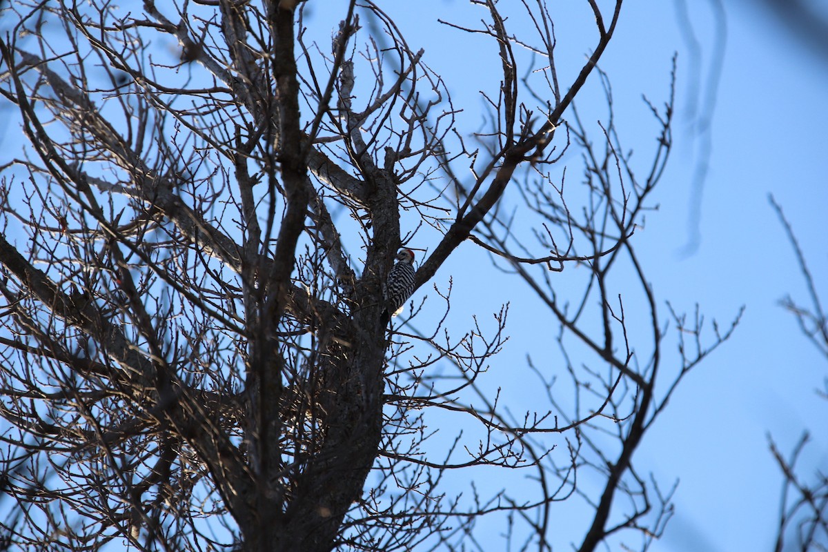 Ladder-backed Woodpecker - ML647543571