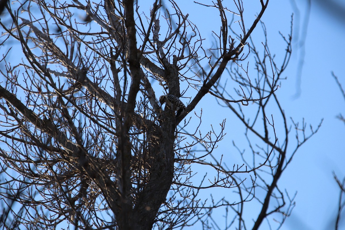 Ladder-backed Woodpecker - ML647543572