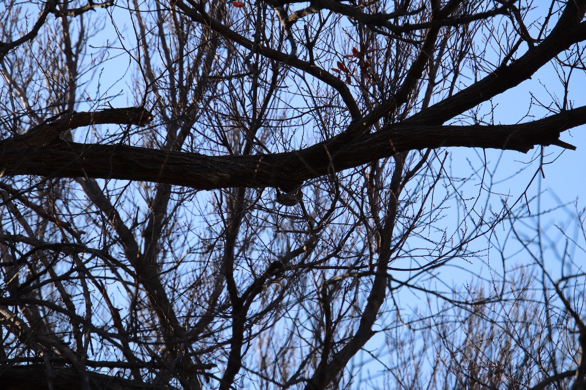 Ladder-backed Woodpecker - ML647543573