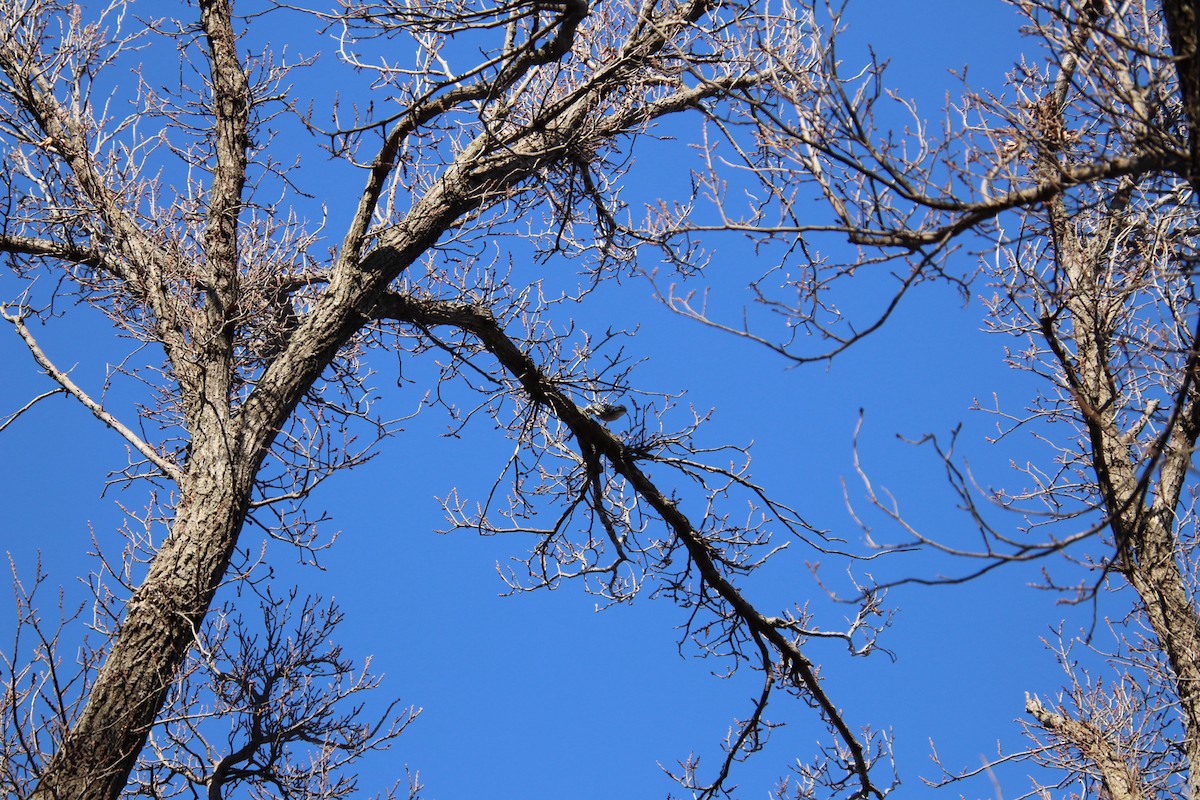Ladder-backed Woodpecker - ML647543574