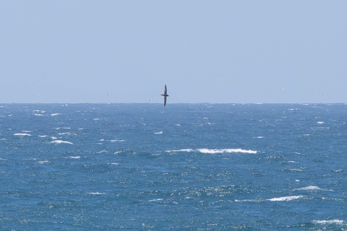 Wedge-tailed Shearwater - ML647543575