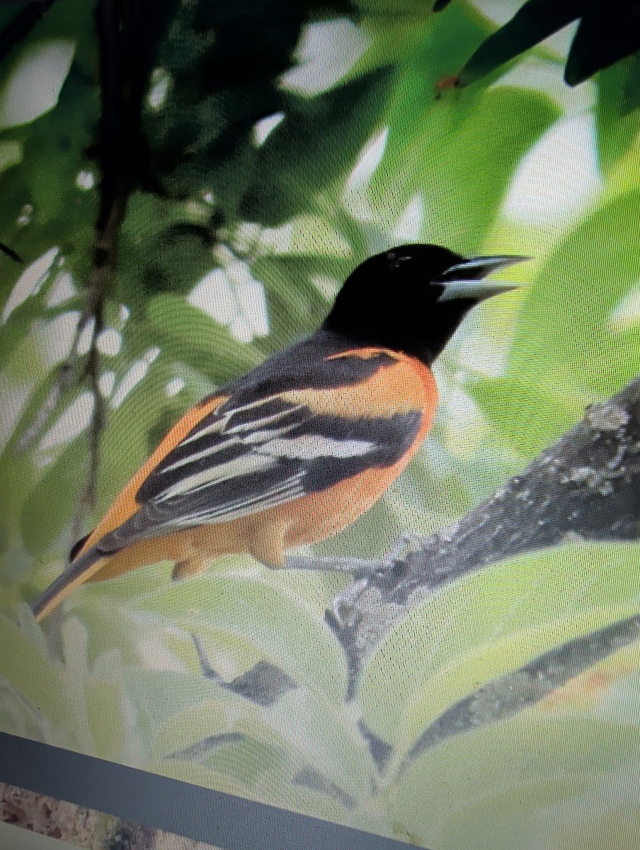 Baltimore Oriole - ML647543578