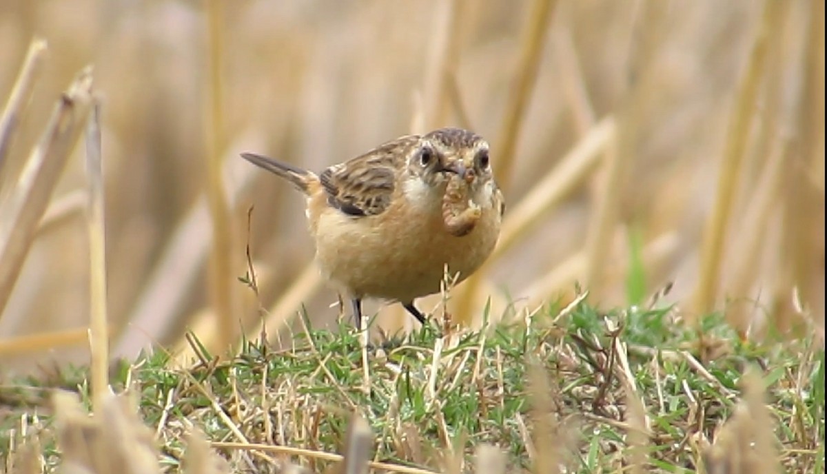 Siberian Stonechat - ML647543581