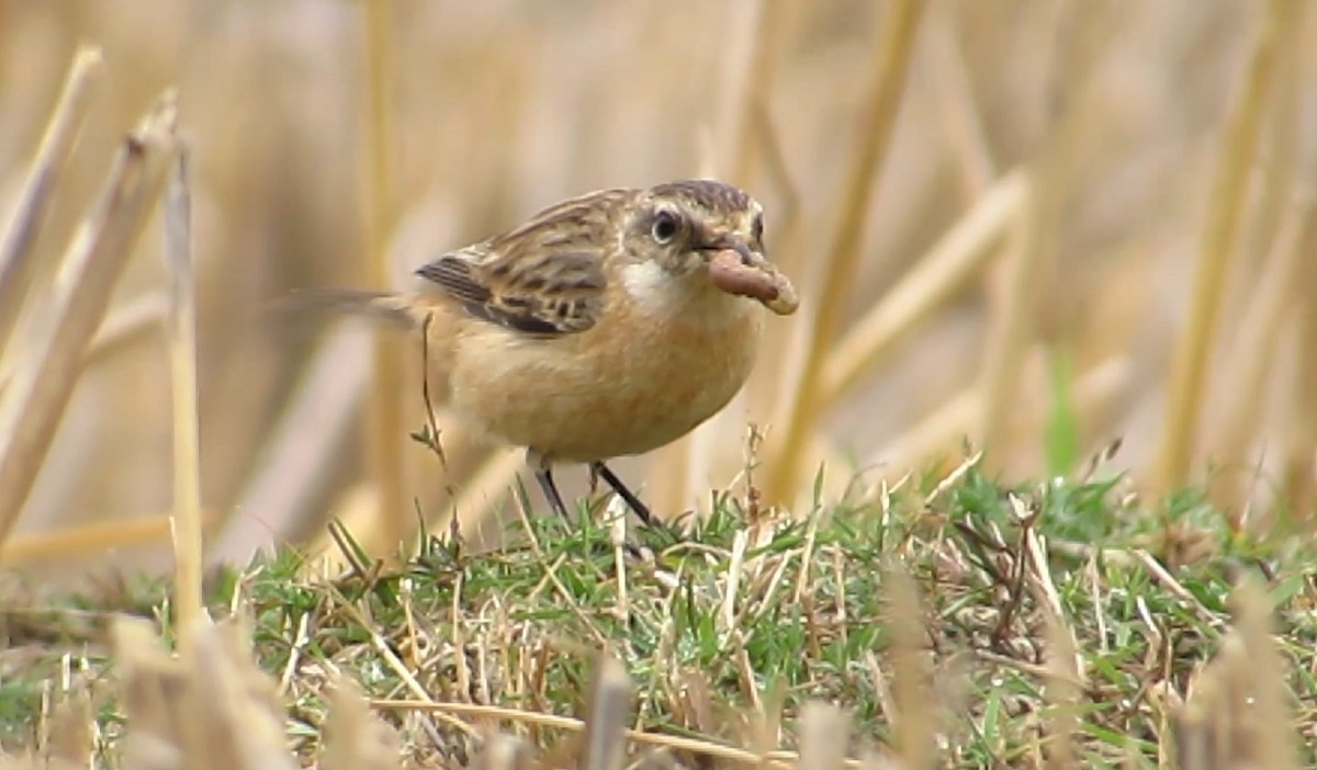 Siberian Stonechat - ML647543582