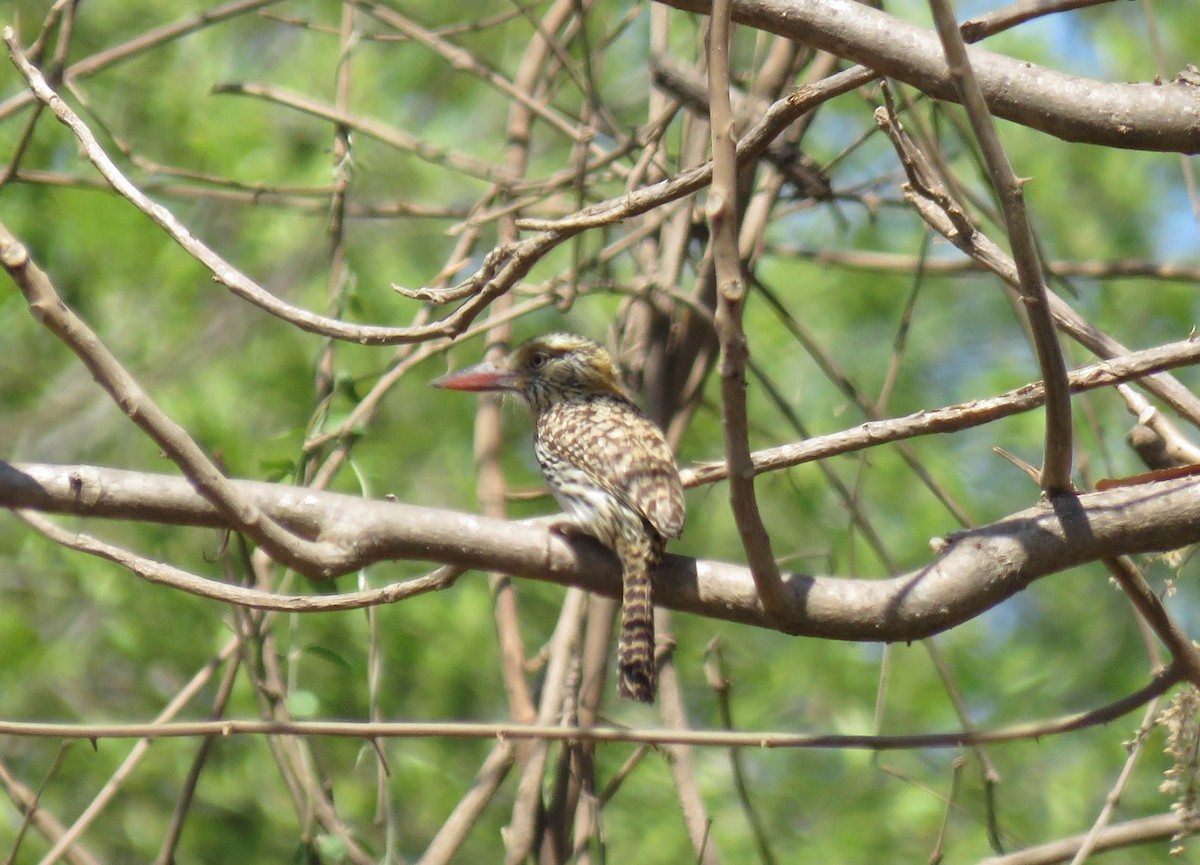 Spot-backed Puffbird - ML647543583