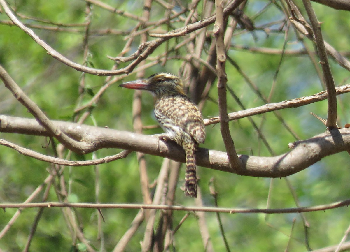 Spot-backed Puffbird - ML647543584