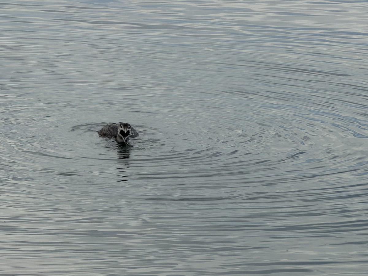 白嘴潛鳥 - ML647543586