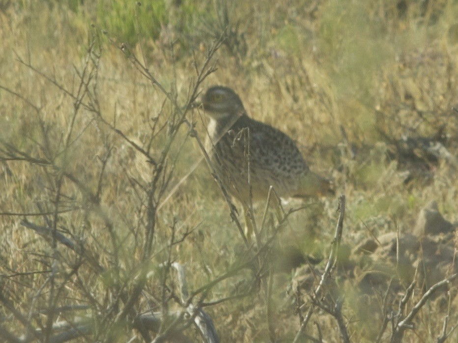Spotted Thick-knee - ML647543598