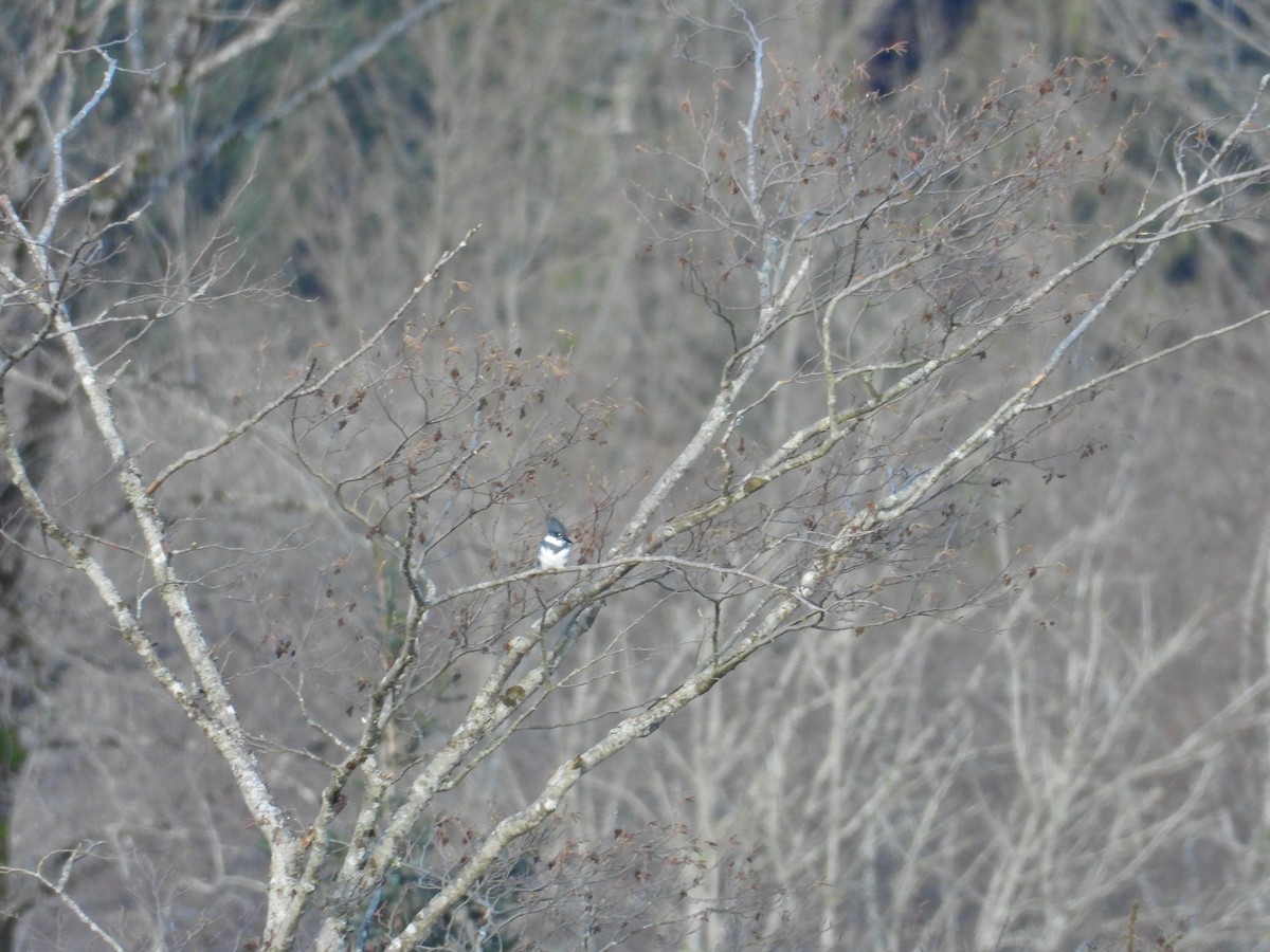 Belted Kingfisher - ML647543599