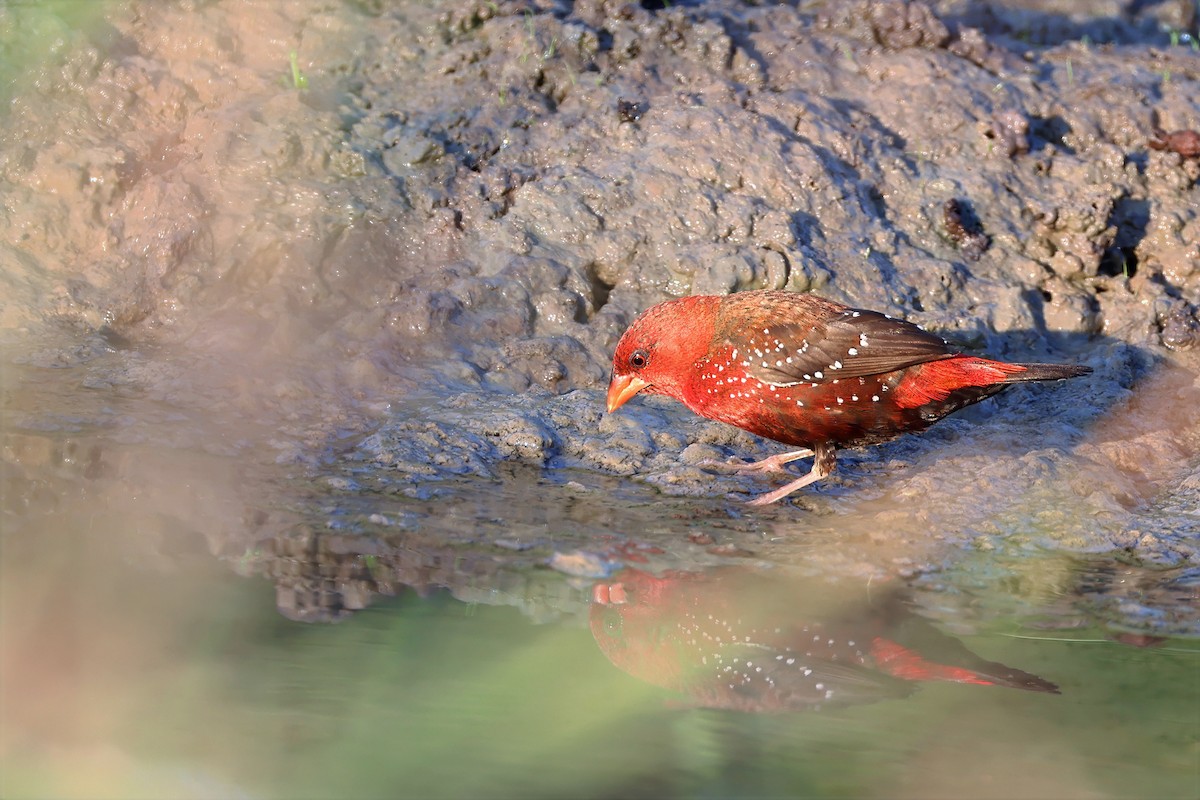 Red Avadavat (Red-bellied) - ML647543600