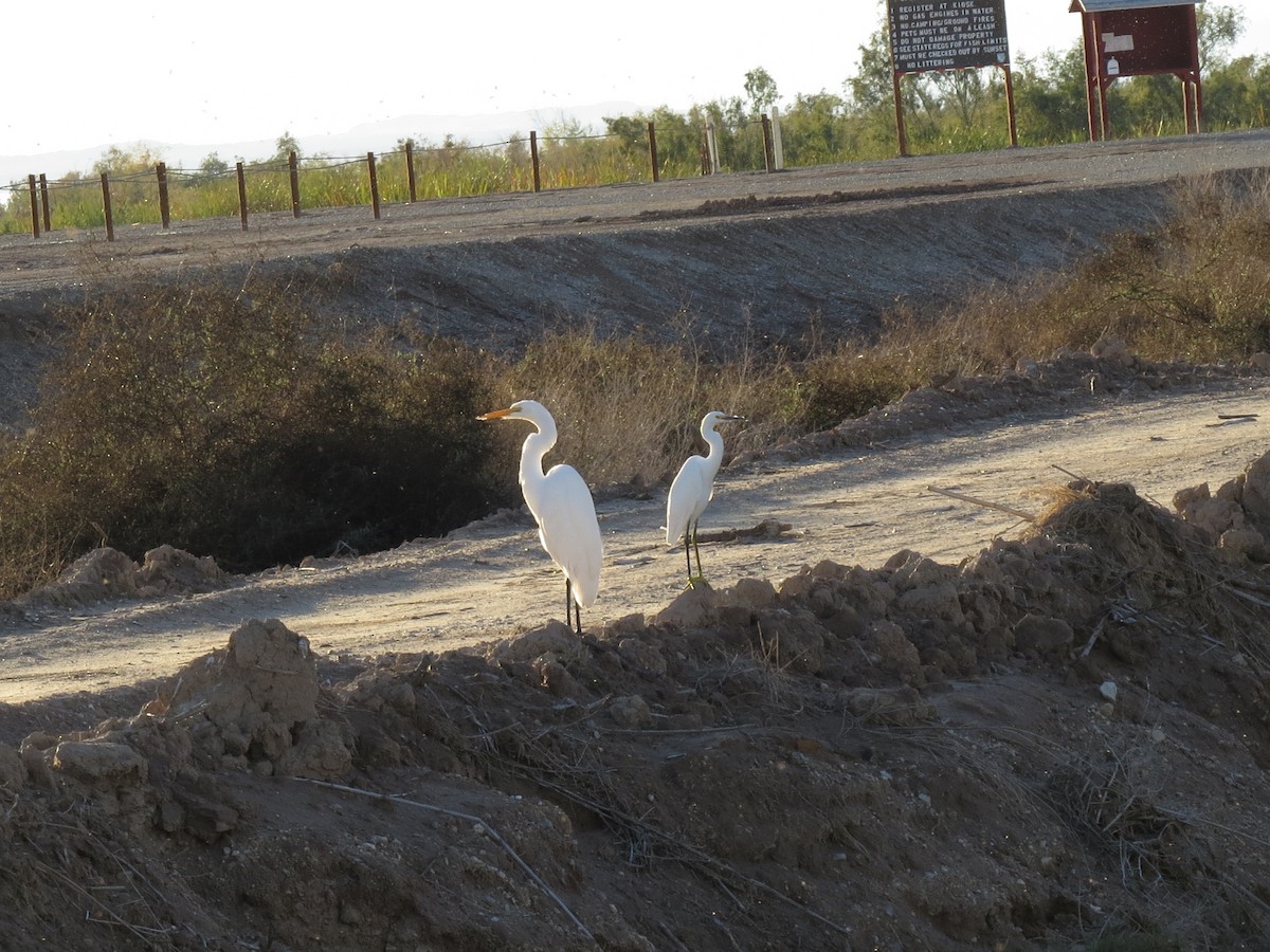 Snowy Egret - ML647543601