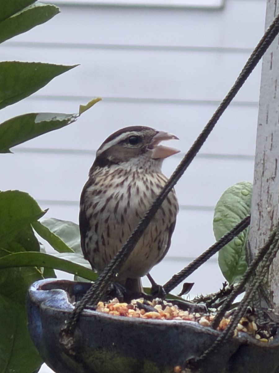 Rose-breasted Grosbeak - ML647543602