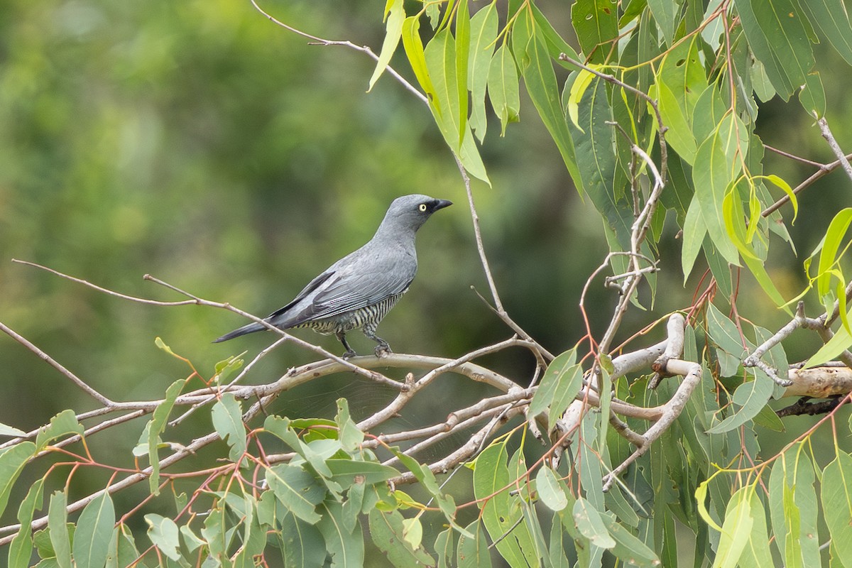 Barred Cuckooshrike - ML647543603