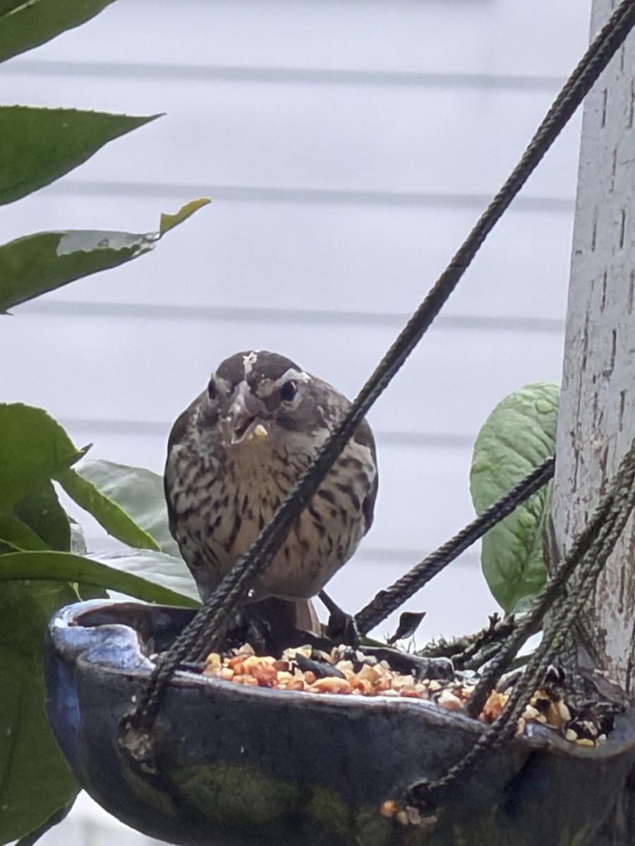Rose-breasted Grosbeak - ML647543605