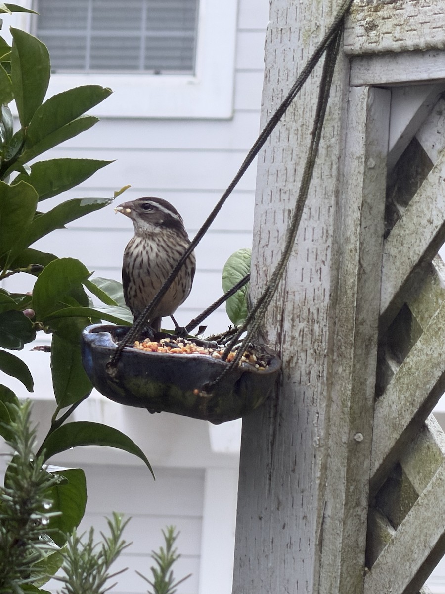 Rose-breasted Grosbeak - ML647543606