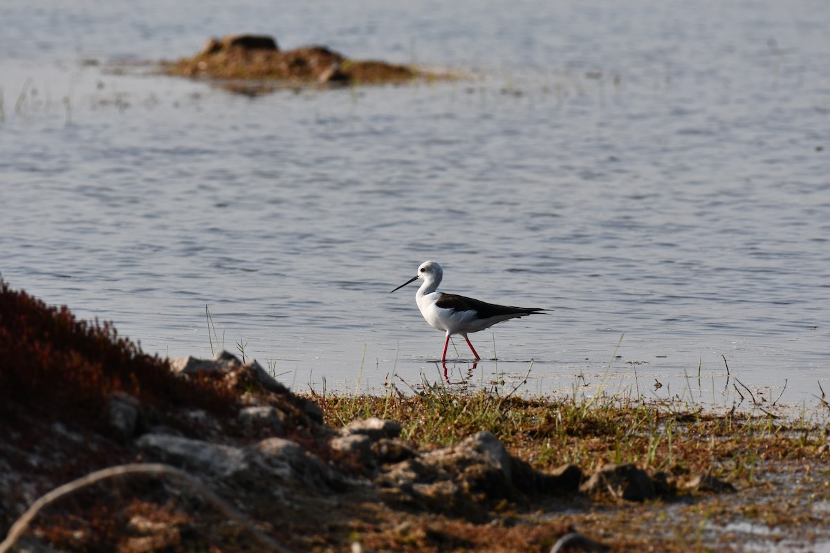 Zankaluze eurasiarra - ML647543607