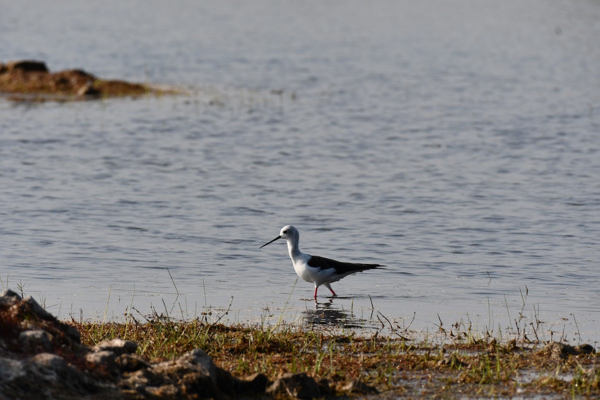 Zankaluze eurasiarra - ML647543608