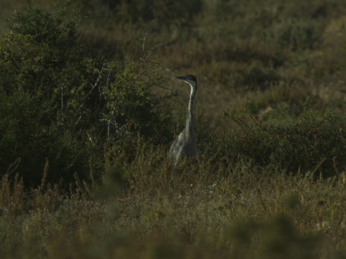 Black-headed Heron - ML647543609