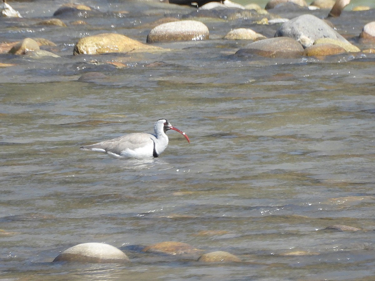 Ibisbill - ML647543610