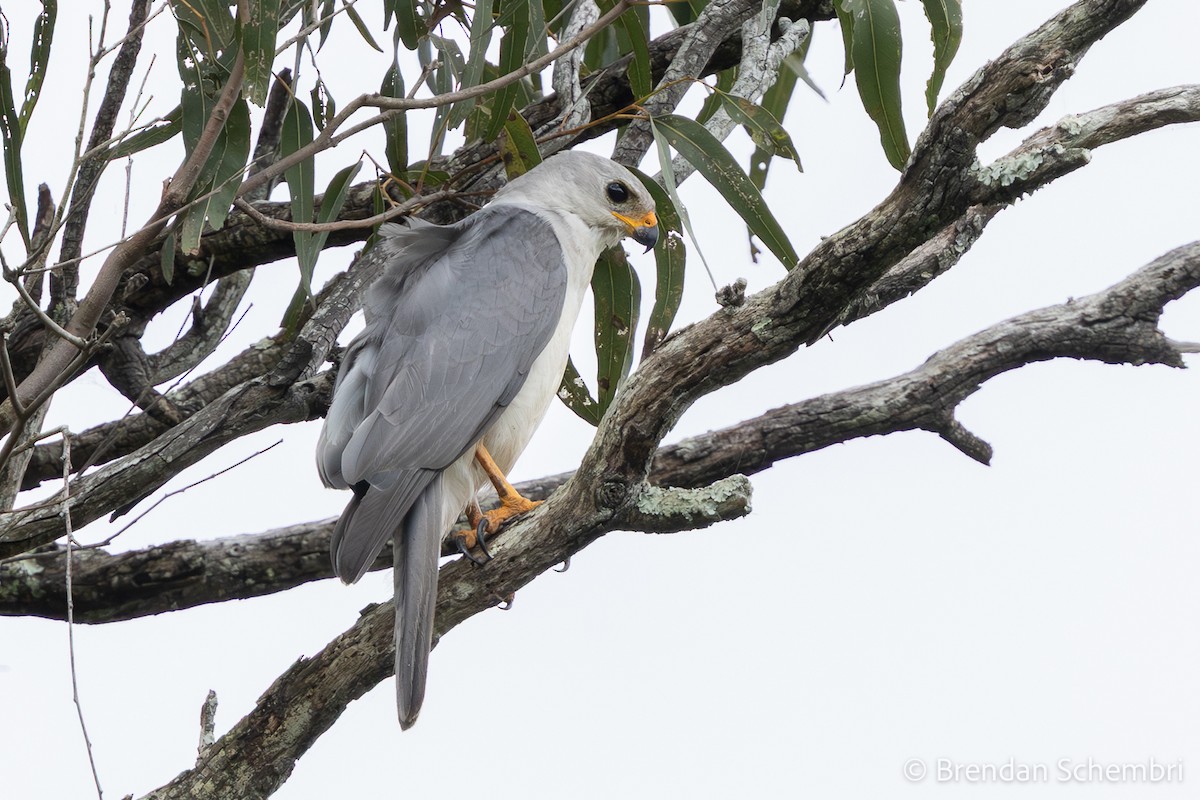 Gray Goshawk - ML647543611