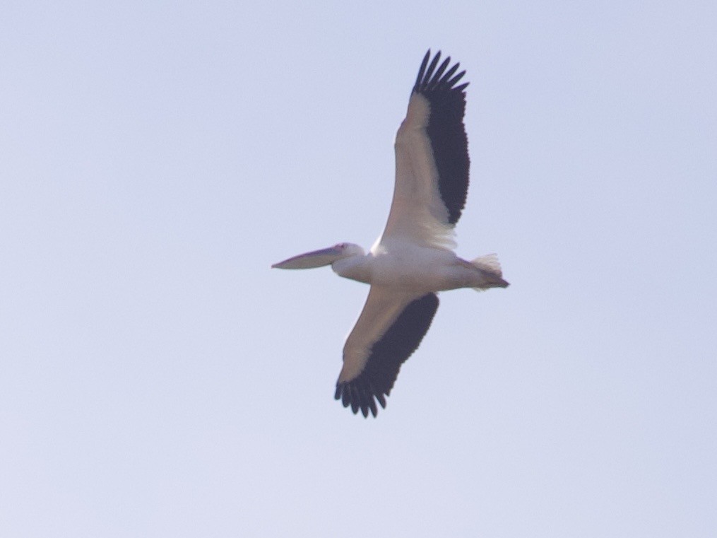 Great White Pelican - ML647543612