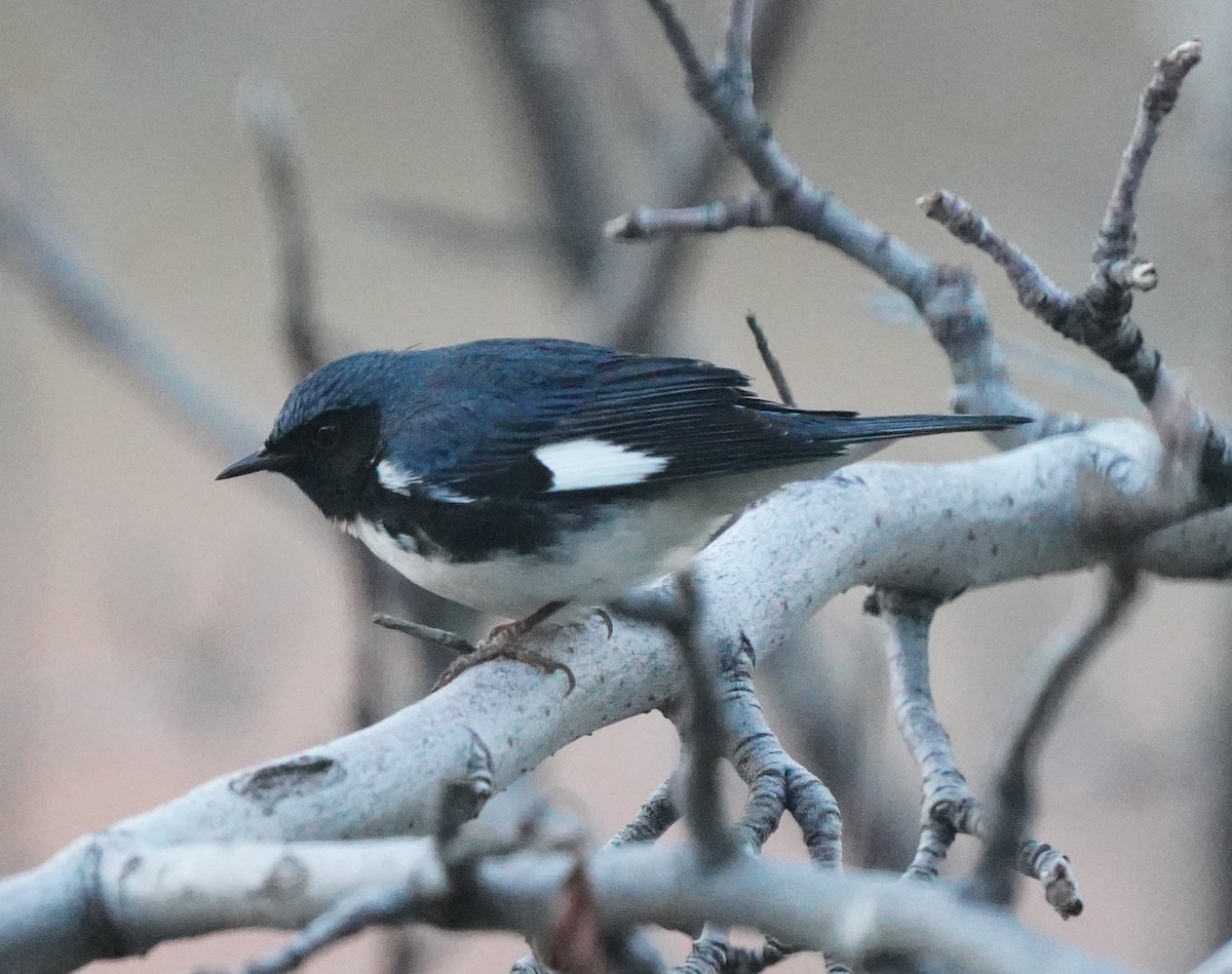Black-throated Blue Warbler - ML647543614