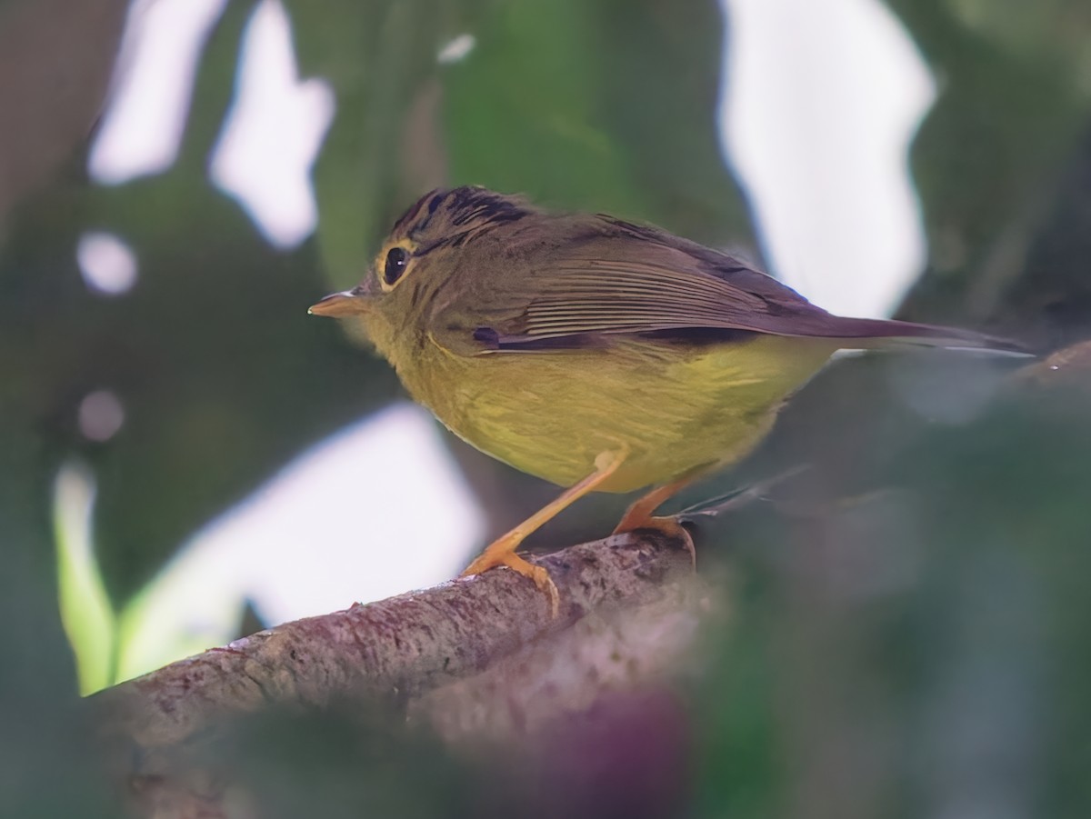 Green-crowned Warbler - ML647543615