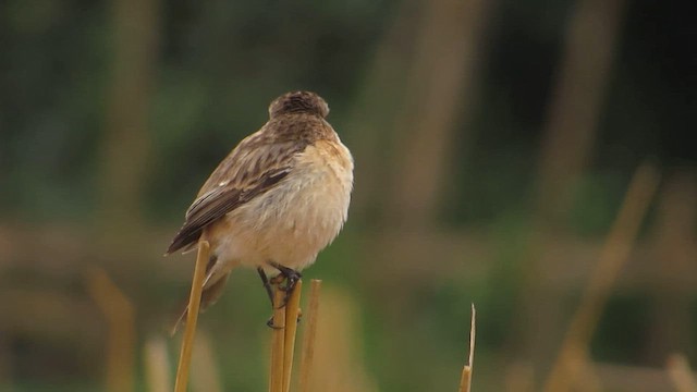 Siberian Stonechat - ML647543616